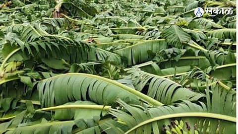 Stormy Devastation: Severe Rainfall and Gale-Force Winds Wreak Havoc in Ambegaon