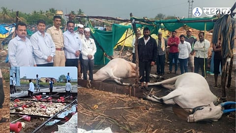 Tragedy Strikes Sugarcane Harvesters: Two Oxen Killed by Lightning Strike