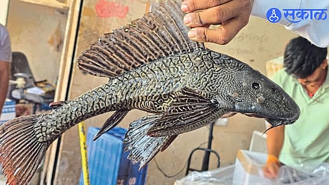 Aquarium Escape Turns Risky: Helicopter Fish Invade Ujani Waters