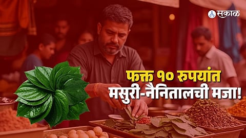 India’s Aromatic Betel Leaf Industry Gets GI Tag for Unique “Paan City”
