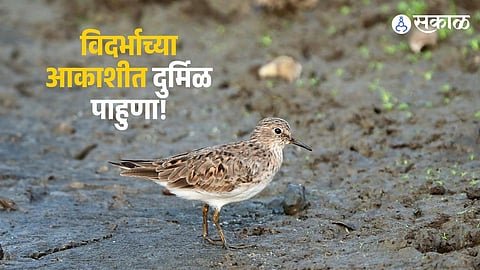 Rare Visitor: First-Ever Record of 'Long-toed Stint' in Vidarbha