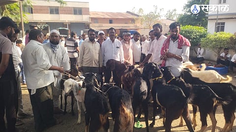 Record-Breaking Price: Goat Fetches Rs 80,000 at Talegaon Dhamdhere Market