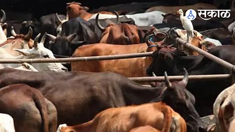 Cattle Slaughter Case