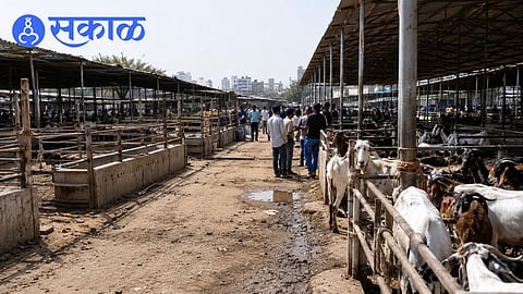 Why are goat prices rising before Bakrid 2026?