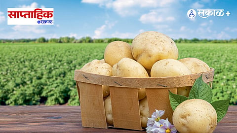How Potatoes Influenced Global Food Culture 