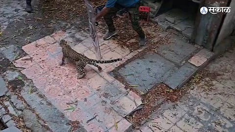 Amravati Leopard Rescue