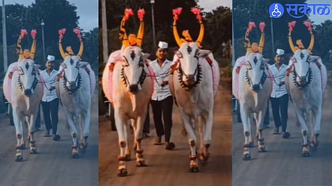 Tradition Meets Pride: Suregaon Bullock Pair Selected for Sant Nivruttinath Rath Ceremony
30 English Keywords