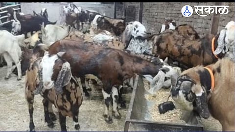 goat theft
