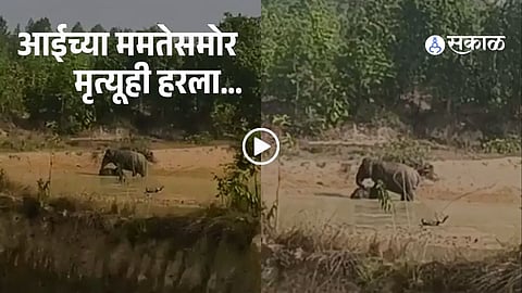 Mother Elephant’s Heartbreaking Attempt to Save Her Dead Calf Goes Viral