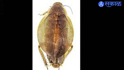 Scientists in Pune Build Unique DNA Barcode Library for Cockroach Identification