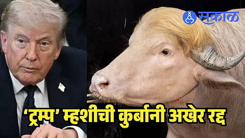 Donald Trump Buffalo Sacrifice