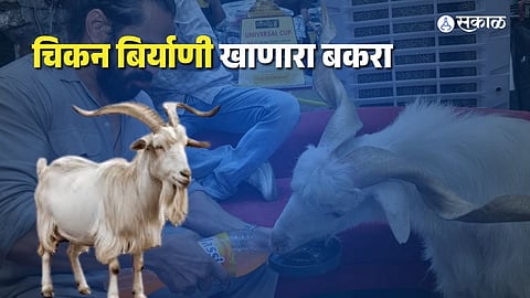 Internet Shocked by Kashmir Goat’s Lavish Lifestyle and Bizarre Food Habits