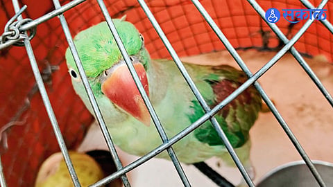 Forest Department Action in Solapur After Couple Keeps Parrot as Their Child for Years