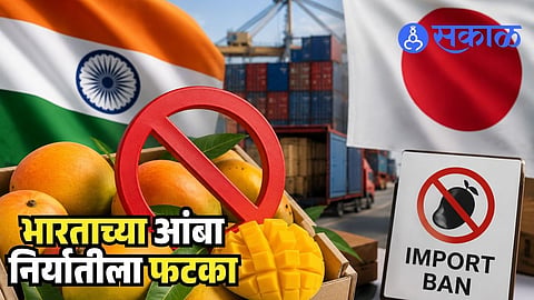 Japan Bans Indian Mangoes