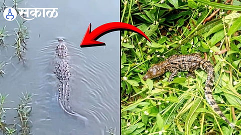 Warna River crocodile alert news