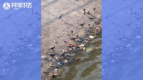 katraj lake fish death