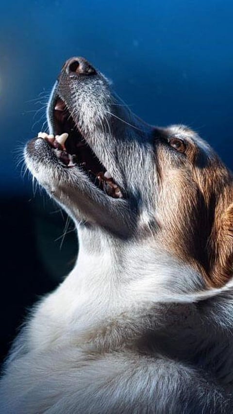 Animal behavior news 