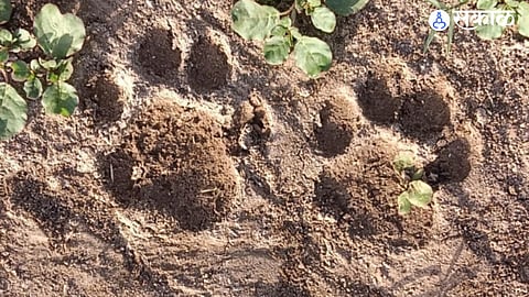 Wildlife Intrusion: Leopard Attacks and Kills Domestic Dog in Bhendala Village
