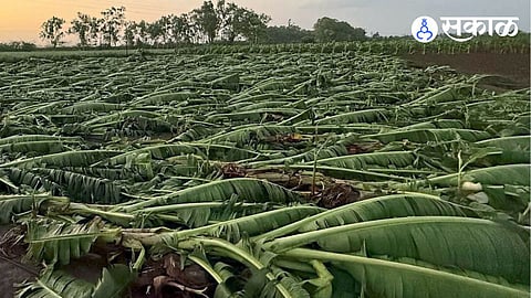 banana tree collapse by hailstorm