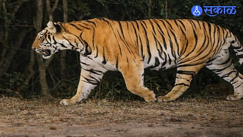 Sahyadri tiger kingdom power struggle