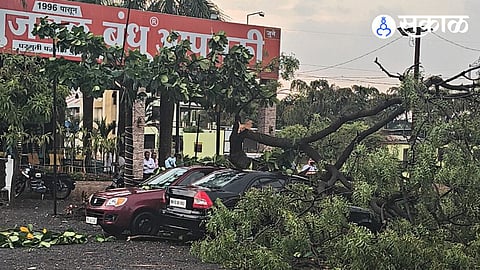 tree collapse by hailstorm