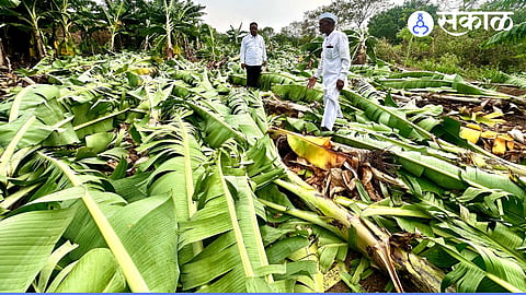 banana crop loss by storm wind manchar