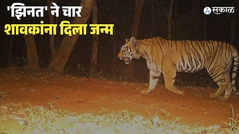 Tadoba Tigress Zinat Gives Birth 