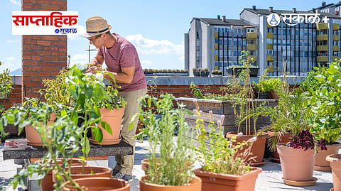 Urban Terrace Gardening Guide 