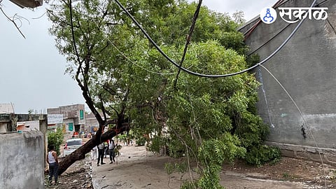 tree collapse by hailstowm wind