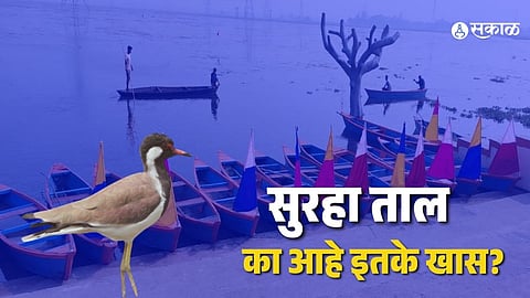 Environment Day: सायबेरियन पक्ष्यांचे नंदनवन अन् उत्तर प्रदेशातील १३ वे रामसर स्थळ! पाहा 'सुरहा ताल'चे काय आहे पर्यावरणीय महत्त्व!