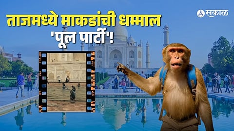 tajmahal free entry for bakri eid