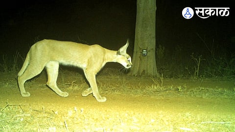 Caracal Cat