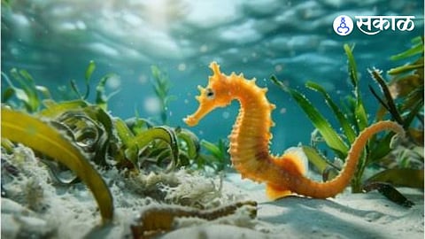 Rare Sea Horses Found