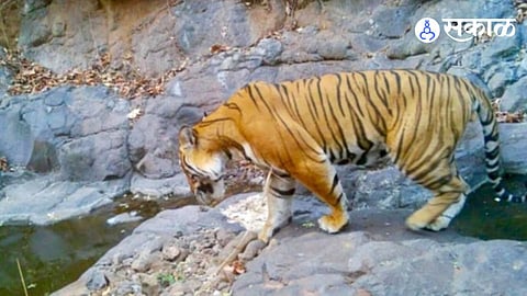 Royal Bengal tiger spotted in Ratnagiri