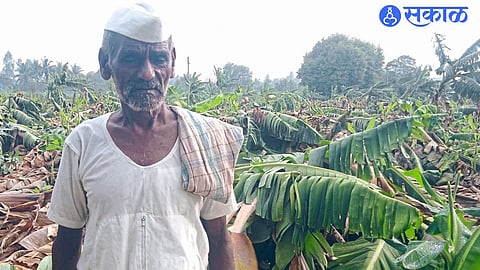 Nature's Fury Strikes Farmers: Banana Fields Destroyed Across Several Villages