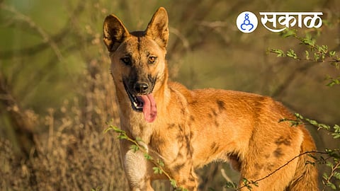wild dog population in Sahyadri Tiger Reserve