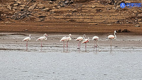Rare Pink Visitors Spotted at Koyna Backwaters, Boosting Eco-Tourism
