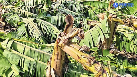 Farmers Reeling from Heavy Losses as Unseasonal Weather Ravages Crops Across the State
