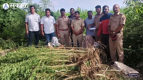 Ganja Seized in Kameri