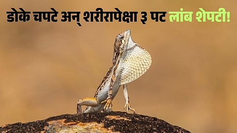 Sitana laticeps habitat in Maharashtra