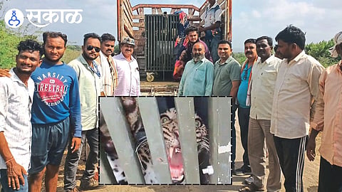 Shirpur leopard captured after chicken bait operation