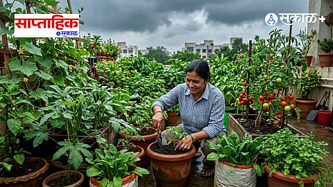 Rainy Season Vegetable Cultivation
