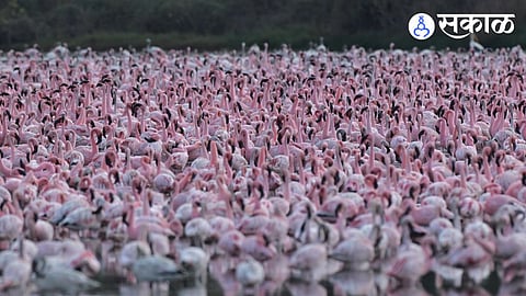 flamingo birds
