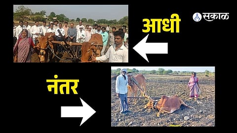 Latur Farmer Gets Sick Bull as Govt Aid