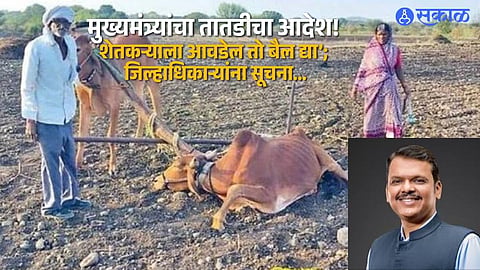 ‘Let the Farmer Choose His Bullock’: CM Issues Fresh Orders After Viral Video