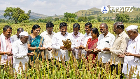 Why is Pangari becoming the Nachani village of Maharashtra?