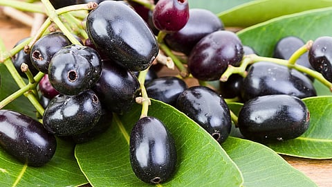 Experts Debunk Jamun-Drought Myth, Explain Real Reason
