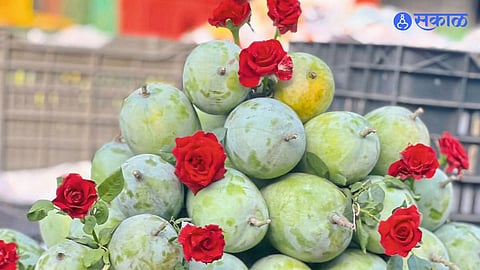 Farmers Rejoice as Kesar Mango Commands Highest Price in Five Years