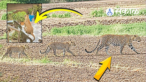 Three leopard sighting in Nashik today