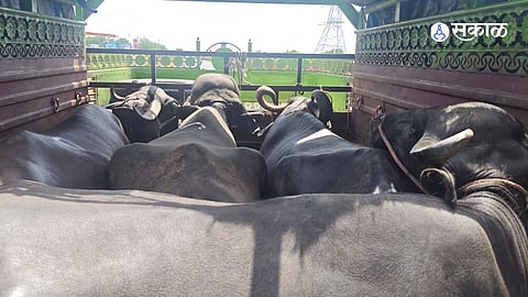 Illegal Cattle Transport Busted on Highway; Pickup and Buffaloes Seized